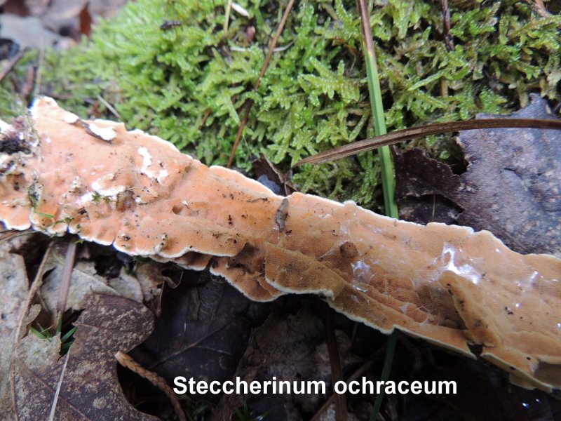 Steccherinum ochraceum-amf911.jpg - Steccherinum ochraceum ; Syn: Hydnum ochraceum ; Non français: Hydne ocré